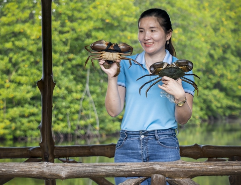 Nuôi cua... đua - Ảnh 2. Nuôi cua... đua - Ảnh 2.