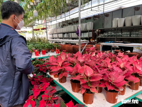 TP.HCM: Hoa kiểng Tết rục rịch, khách chưng từ Tết Tây tới Tết Quý Mão - Ảnh 8. TP.HCM: Hoa kiểng Tết rục rịch, khách chưng từ Tết Tây tới Tết Quý Mão - Ảnh 8.