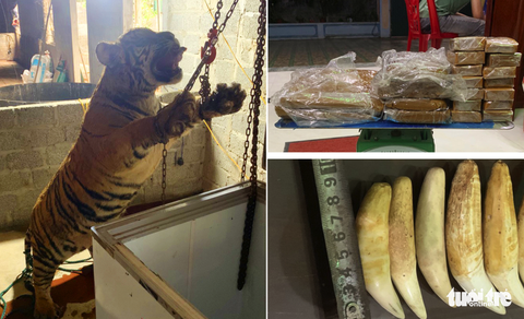 Mua hổ đông lạnh về nấu cao, 5 người lĩnh án - Ảnh 2. Mua hổ đông lạnh về nấu cao, 5 người lĩnh án - Ảnh 2.