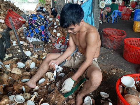 Độc đáo chợ dừa nổi Bến Tre - Kỳ 2: Nghề hay đổ máu ăn tiền - Ảnh 1. Độc đáo chợ dừa nổi Bến Tre - Kỳ 2: Nghề hay đổ máu ăn tiền - Ảnh 1.