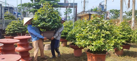 Hoa Tết không thiếu, chỉ lo sức mua - Ảnh 1. Hoa Tết không thiếu, chỉ lo sức mua - Ảnh 1.