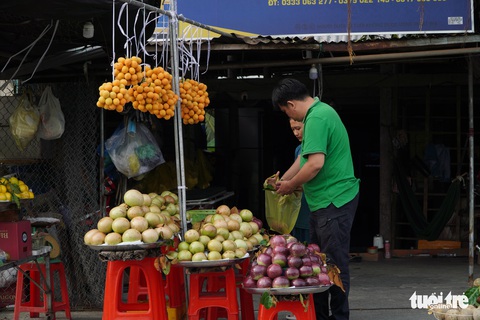 Thanh trà, vú sữa cho trái đầu mùa, nông dân Vĩnh Long rủng rỉnh kiếm tiền tiêu Tết - Ảnh 4. Thanh trà, vú sữa cho trái đầu mùa, nông dân Vĩnh Long rủng rỉnh kiếm tiền tiêu Tết - Ảnh 4.