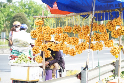 Thanh trà, vú sữa cho trái đầu mùa, nông dân Vĩnh Long rủng rỉnh kiếm tiền tiêu Tết - Ảnh 1. Thanh trà, vú sữa cho trái đầu mùa, nông dân Vĩnh Long rủng rỉnh kiếm tiền tiêu Tết - Ảnh 1.