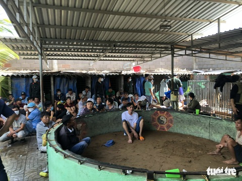 Triệt phá trường gà khủng giữa lòng Phan Thiết - Ảnh 1. Triệt phá trường gà khủng giữa lòng Phan Thiết - Ảnh 1.