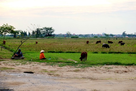 Đô thị đại học Phố Hiến thành bãi chăn bò, vì đâu nên nỗi? - Ảnh 1. Đô thị đại học Phố Hiến thành bãi chăn bò, vì đâu nên nỗi? - Ảnh 1.