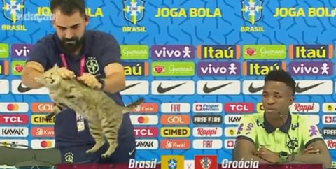 Chú mèo điệp viên phá đám tuyển Brazil ngay trong buổi họp báo - Ảnh 1. Chú mèo điệp viên phá đám tuyển Brazil ngay trong buổi họp báo - Ảnh 1.