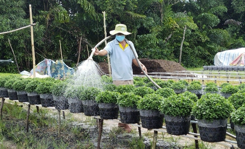 Người trồng hoa Tết ngán ông thời tiết - Ảnh 1. Người trồng hoa Tết ngán ông thời tiết - Ảnh 1.