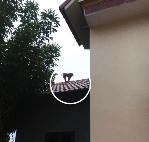 Khỉ sổng chuồng ‘đại náo’ khu dân cư tại Thái Bình - Ảnh 1. Khỉ sổng chuồng ‘đại náo’ khu dân cư tại Thái Bình - Ảnh 1.