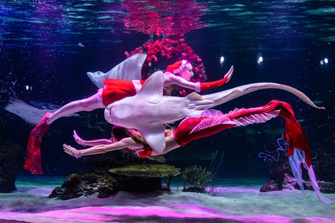 Các thợ lặn biểu diễn dưới nước theo chủ đề Giáng sinh tại thủy cung Aqua Planet 63 ở thành phố Seoul, Hàn Quốc, ngày 8-12 - Ảnh: AFP Các thợ lặn biểu diễn dưới nước theo chủ đề Giáng sinh tại thủy cung Aqua Planet 63 ở thành phố Seoul, Hàn Quốc, ngày 8-12 - Ảnh: AFP