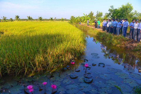 Lúa thơm-tôm sạch mục đích cuối cùng để làm gì? - Ảnh 4. Lúa thơm-tôm sạch mục đích cuối cùng để làm gì? - Ảnh 4.