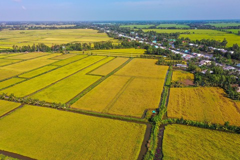 Nâng cao chuỗi giá trị lúa gạo để nông dân hưởng lợi lâu dài- Ảnh 1. Cánh đồng tôm lúa ở Bạc Liêu - Ảnh: QUANG ĐỊNH