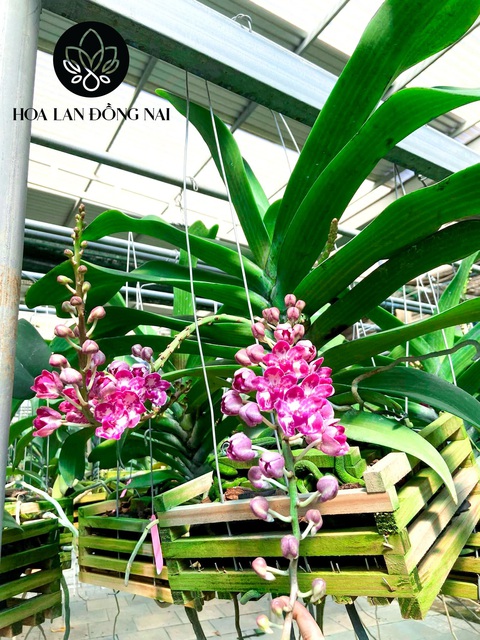 Chủ vườn Hoa Lan Đồng Nai nghìn m2 bày cách chăm Ngọc Điểm nở đúng vụ - Ảnh 2. Chủ vườn Hoa Lan Đồng Nai nghìn m2 bày cách chăm Ngọc Điểm nở đúng vụ - Ảnh 2.