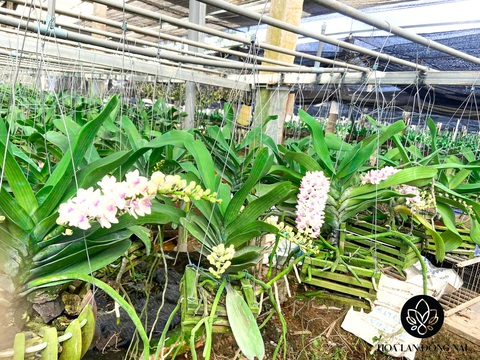 Chủ vườn Hoa Lan Đồng Nai nghìn m2 bày cách chăm Ngọc Điểm nở đúng vụ - Ảnh 3. Chủ vườn Hoa Lan Đồng Nai nghìn m2 bày cách chăm Ngọc Điểm nở đúng vụ - Ảnh 3.