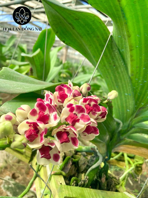 Chủ vườn Hoa Lan Đồng Nai nghìn m2 bày cách chăm Ngọc Điểm nở đúng vụ - Ảnh 4. Chủ vườn Hoa Lan Đồng Nai nghìn m2 bày cách chăm Ngọc Điểm nở đúng vụ - Ảnh 4.