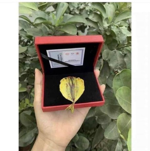 Nhà nhà, người người khoe vàng khắp cõi mạng xã hội ngày vía Thần Tài - Ảnh 2. Nhà nhà, người người khoe vàng khắp cõi mạng xã hội ngày vía Thần Tài - Ảnh 2.