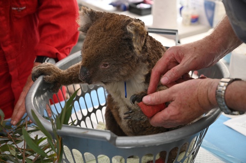 Gấu túi koala vô danh sách loài nguy cấp ở Úc - Ảnh 1. Gấu túi koala vô danh sách loài nguy cấp ở Úc - Ảnh 1.