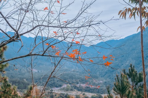 Bình Liêu hùng vĩ, rực rỡ lá đỏ đầu xuân - Ảnh 3. Bình Liêu hùng vĩ, rực rỡ lá đỏ đầu xuân - Ảnh 3.