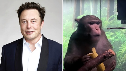 15 con khỉ cấy chip não Neuralink của tỉ phú Elon Musk đã chết - Ảnh 1. 15 con khỉ cấy chip não Neuralink của tỉ phú Elon Musk đã chết - Ảnh 1.