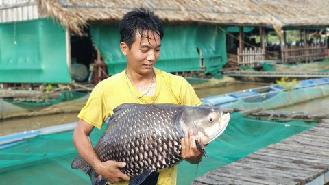Ấp ủ biến lồng bè thành viện bảo tồn cá hiếm Mekong - Ảnh 3. Ấp ủ biến lồng bè thành viện bảo tồn cá hiếm Mekong - Ảnh 3.