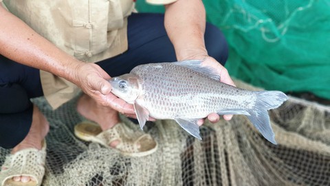 Ấp ủ biến lồng bè thành viện bảo tồn cá hiếm Mekong - Ảnh 2. Ấp ủ biến lồng bè thành viện bảo tồn cá hiếm Mekong - Ảnh 2.