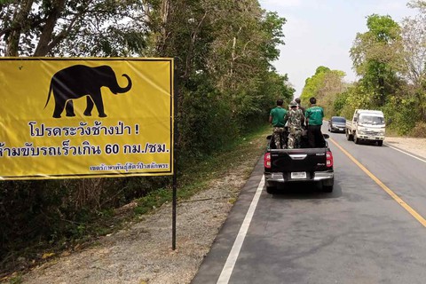 Thái Lan: Bị phạt tù nếu gây tai nạn cho voi trên đường cao tốc - Ảnh 1. Thái Lan: Bị phạt tù nếu gây tai nạn cho voi trên đường cao tốc - Ảnh 1.