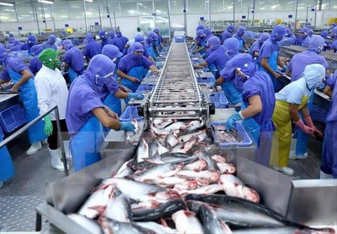 Khai sáng các thị trường mới đã giúp giá trị xuất khẩu cá tra vượt kỳ vọng - Ảnh 1. Khai sáng các thị trường mới đã giúp giá trị xuất khẩu cá tra vượt kỳ vọng - Ảnh 1.