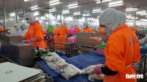 Giá cá tra tăng mạnh, người nuôi thắng lớn - Ảnh 1. Giá cá tra tăng mạnh, người nuôi thắng lớn - Ảnh 1.