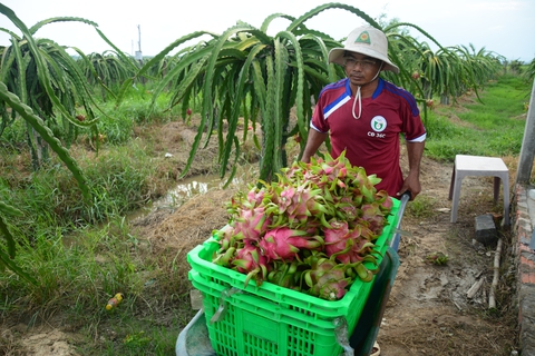 Cần có nhiều chiến lược hơn cho cây thanh long - Ảnh 2. Cần có nhiều chiến lược hơn cho cây thanh long - Ảnh 2.