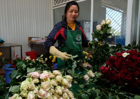 Đà Lạt thiếu hoa hồng dịp lễ 8-3 - Ảnh 1. Đà Lạt thiếu hoa hồng dịp lễ 8-3 - Ảnh 1.