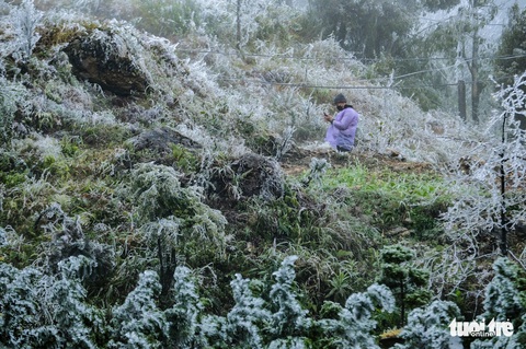 Ngắm băng giá phủ trắng đèo Ô Quy Hồ, đỉnh Mẫu Sơn - Ảnh 6. Ngắm băng giá phủ trắng đèo Ô Quy Hồ, đỉnh Mẫu Sơn - Ảnh 6.