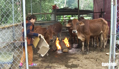 Trâu, bò ở Nghệ An chết rét hàng loạt - Ảnh 2. Trâu, bò ở Nghệ An chết rét hàng loạt - Ảnh 2.