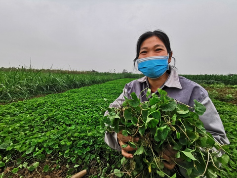 Ước mơ người Thanh Hóa lá rau má to như lá sen xưa rồi, giờ rau má đã... đi Tây - Ảnh 1. Ước mơ người Thanh Hóa lá rau má to như lá sen xưa rồi, giờ rau má đã... đi Tây - Ảnh 1.
