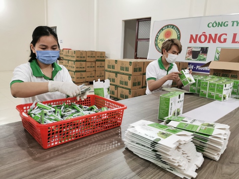Ước mơ người Thanh Hóa lá rau má to như lá sen xưa rồi, giờ rau má đã... đi Tây - Ảnh 3. Ước mơ người Thanh Hóa lá rau má to như lá sen xưa rồi, giờ rau má đã... đi Tây - Ảnh 3.