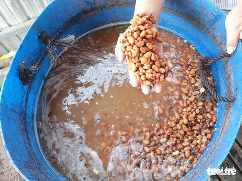 Cho cá chép ăn đồ ngoại, giá bán tăng gấp đôi - Ảnh 3. Cho cá chép ăn đồ ngoại, giá bán tăng gấp đôi - Ảnh 3.