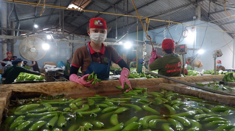 Quê hương lấp đầy những bàn chân lõm - Ảnh 2. Quê hương lấp đầy những bàn chân lõm - Ảnh 2.