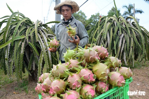 Xuất khẩu thanh long khó trăm bề - Ảnh 1. Xuất khẩu thanh long khó trăm bề - Ảnh 1.