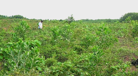 Dự án nông nghiệp công nghệ cao bị đề nghị thu hồi vì ‘nói không như làm’ - Ảnh 1. Dự án nông nghiệp công nghệ cao bị đề nghị thu hồi vì ‘nói không như làm’ - Ảnh 1.