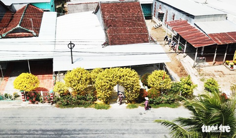 Cổng mai vàng cao hơn 4 mét của lão nông 70 tuổi - Ảnh 3. Cổng mai vàng cao hơn 4 mét của lão nông 70 tuổi - Ảnh 3.