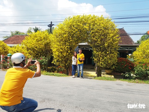 Cổng mai vàng cao hơn 4 mét của lão nông 70 tuổi - Ảnh 1. Cổng mai vàng cao hơn 4 mét của lão nông 70 tuổi - Ảnh 1.