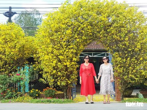 Cổng mai vàng cao hơn 4 mét của lão nông 70 tuổi - Ảnh 2. Cổng mai vàng cao hơn 4 mét của lão nông 70 tuổi - Ảnh 2.