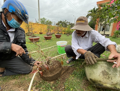 Đà Nẵng: Nhà vườn tất bật chăm mai xuyên Tết vì hoa nở sớm - Ảnh 1. Đà Nẵng: Nhà vườn tất bật chăm mai xuyên Tết vì hoa nở sớm - Ảnh 1.