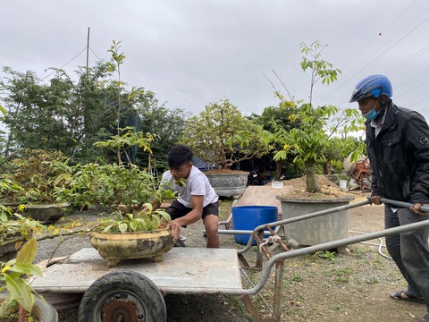 Đà Nẵng: Nhà vườn tất bật chăm mai xuyên Tết vì hoa nở sớm - Ảnh 3. Đà Nẵng: Nhà vườn tất bật chăm mai xuyên Tết vì hoa nở sớm - Ảnh 3.