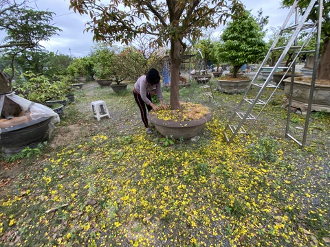 Đà Nẵng: Nhà vườn tất bật chăm mai xuyên Tết vì hoa nở sớm - Ảnh 2. Đà Nẵng: Nhà vườn tất bật chăm mai xuyên Tết vì hoa nở sớm - Ảnh 2.