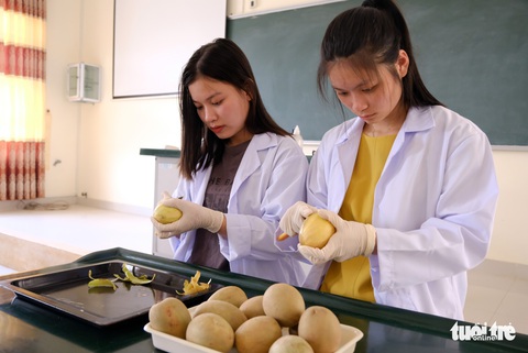 Bất ngờ từ quả hồng xiêm sấy gió - Ảnh 3. Bất ngờ từ quả hồng xiêm sấy gió - Ảnh 3.