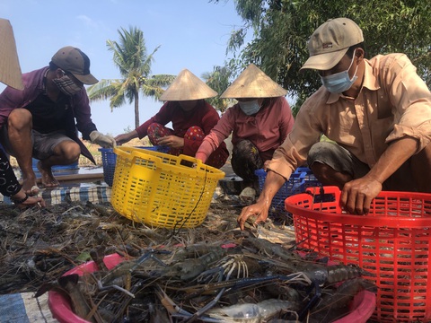 Gạo lúa tôm hút hàng - Ảnh 1. Gạo lúa tôm hút hàng - Ảnh 1.