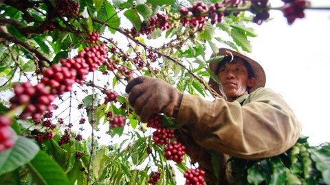 Cà phê, cao su, gỗ,... Việt Nam chịu thách thức gì khi quy định chống phá rừng của EU có hiệu lực? - Ảnh 1. Cà phê là ngành hàng chủ lực bị ảnh hưởng bởi quy định chống phá rừng của châu Âu - Ảnh: H. KHOA