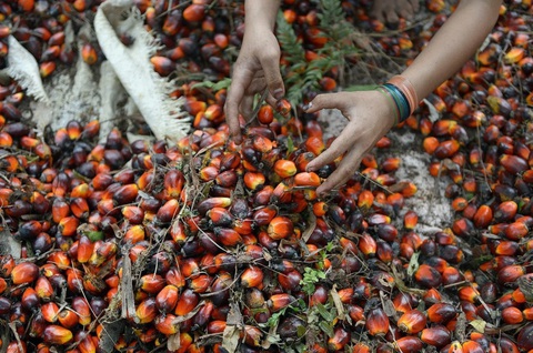 Indonesia tiếp tục siết chặt xuất khẩu dầu cọ - Ảnh 1. Indonesia tiếp tục siết chặt xuất khẩu dầu cọ - Ảnh 1.