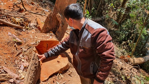 Bắt 6 người liên quan vụ cưa trộm 26 cổ thụ ở Đà Lạt 2 - Ảnh 2. Bắt 6 người liên quan vụ cưa trộm 26 cổ thụ ở Đà Lạt 2 - Ảnh 2.