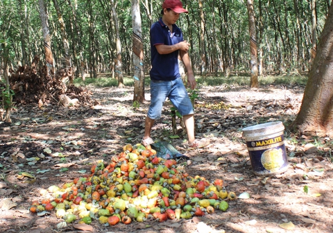 Vụ xuất khẩu điều nghi bị lừa đảo: Tiến hành thủ tục pháp lý để doanh nghiệp sớm kiểm soát lô hàng - Ảnh 1. Vụ xuất khẩu điều nghi bị lừa đảo: Tiến hành thủ tục pháp lý để doanh nghiệp sớm kiểm soát lô hàng - Ảnh 1.