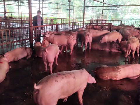 Vụ vạch mặt đường dây cung cấp thịt heo bẩn: Đã tiếp nhận và điều tra - Ảnh 1. Vụ vạch mặt đường dây cung cấp thịt heo bẩn: Đã tiếp nhận và điều tra - Ảnh 1.